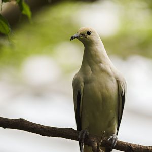 Pied Imperial-Pigeon (Ducula bicolor)