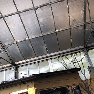 Freeflying Rodrigues Fruit Bats at Lakeland Wildlife Oasis (2020)