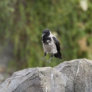 Wild hooded crow (Corvus cornix cornix)