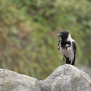 Wild hooded crow (Corvus cornix cornix)