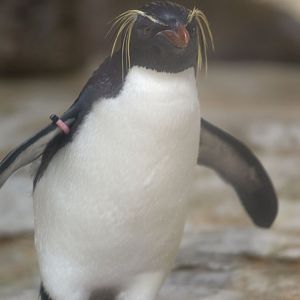 Northern rockhopper penguin (Eudyptes moseleyi)
