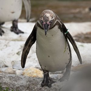 Humboldt penguin (Spheniscus humboldti)