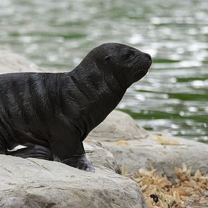 South American sea lion (Otaria byronia)