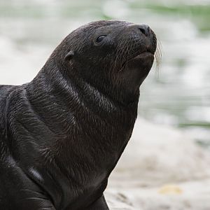 South American sea lion (Otaria byronia)