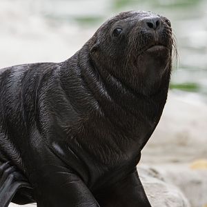South American sea lion (Otaria byronia)