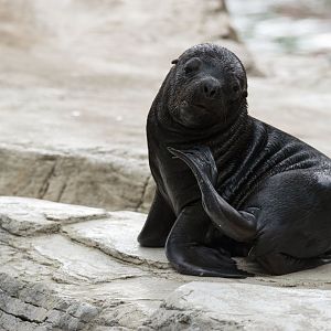 South American sea lion (Otaria byronia)