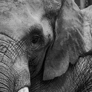 Tembo, African elephant (Loxodonta africana)