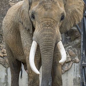 Tembo, African elephant (Loxodonta africana)
