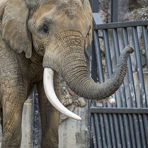 Tembo, African elephant (Loxodonta africana)