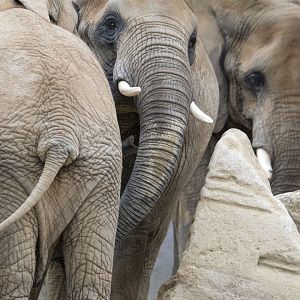 African elephant (Loxodonta africana)