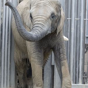 African elephant (Loxodonta africana)