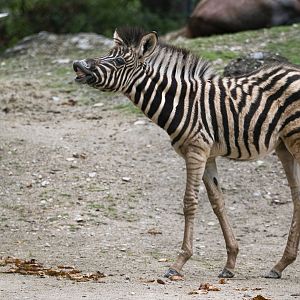 Burchell's zebra (Equus quagga burchellii)