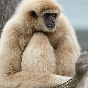 White-handed gibbon (Hylobates lar)
