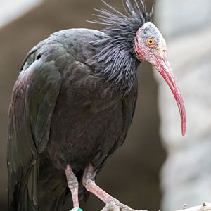 Northern bald ibis (Geronticus eremita)