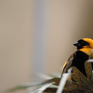 Southern red bishop (Euplectes orix)