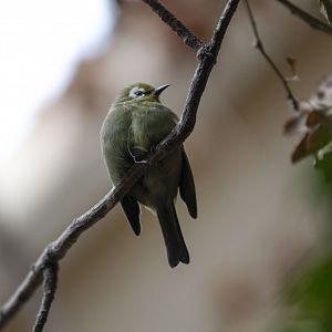 Kilimanjaro white-eye (Zosterops poliogastrus eurycricotus)