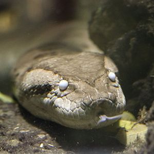 Yellow anaconda (Eunectes notaeus)