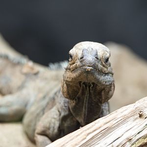 Hispaniolan rhinoceros iguana (Cyclura cornuta cornuta)