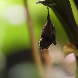 Pallas' long-tongued bat (Glossophaga soricina)