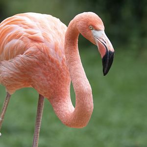 Greater flamingo (Phoenicopterus roseus)
