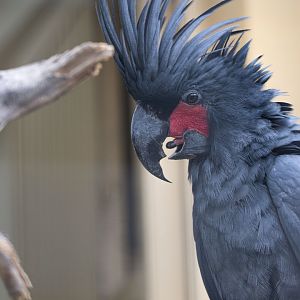 Palm cockatoo (Probosciger aterrimus)