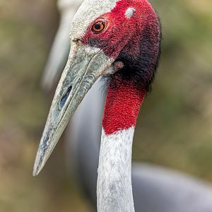 Sarus Crane / 3-8-22 / Hamerton