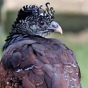 Greater Curassow / 27-1-22 / Hamerton