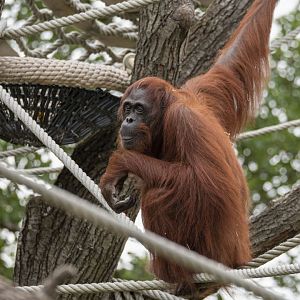 Bornean orangutan (Pongo pygmaeus)