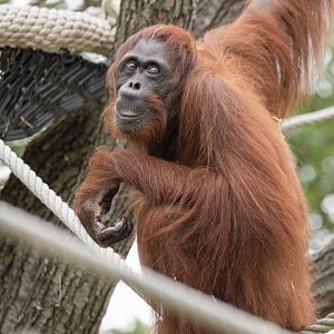 Bornean orangutan (Pongo pygmaeus)