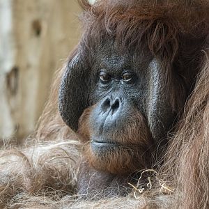 Bornean orangutan (Pongo pygmaeus)
