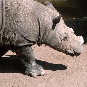 Sumatra Rhino (July 1994)