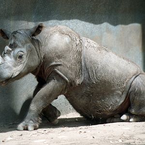 Sumatra Rhino (July 1994)