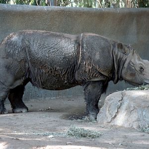 Sumatra Rhino (July 1994)