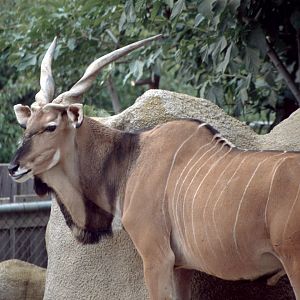 Giant Eland (July 1994)