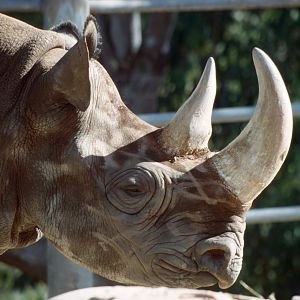 Black Rhino (July 1994)