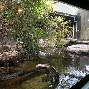 Philippine Crocodile Enclosure at London Zoo (2019)
