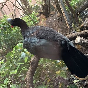 Helmeted Curassow at London Zoo (2019)