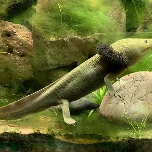 Lake Patzcuaro Salamander at London Zoo (2019)