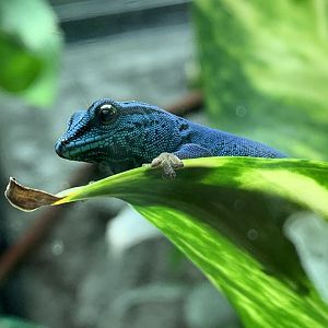 Turquoise Dwarf Gecko at London Zoo (2019)