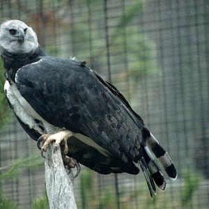 Harpy Eagle (July 1994)