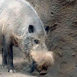 Bornean bearded pig (July 1994)
