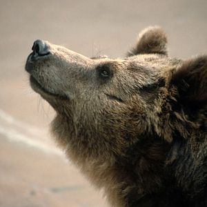 Grizzly bear (July 1994)