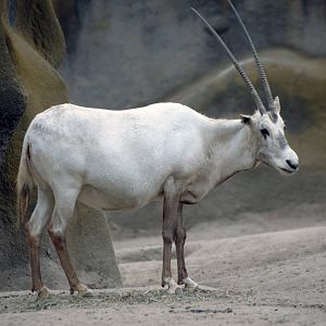 Arabian oryx (July 1994)