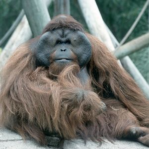 Orang-Utan (July 1994)