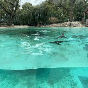 Humboldt Penguin Enclosure at London Zoo (2019)