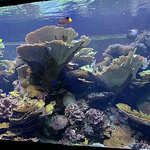 Reef Tank at London Zoo (2019)