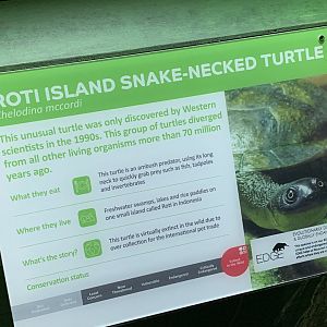 Reptile House Signage Example (Roti Island Snake-necked Turtle) at London Zoo (2019)