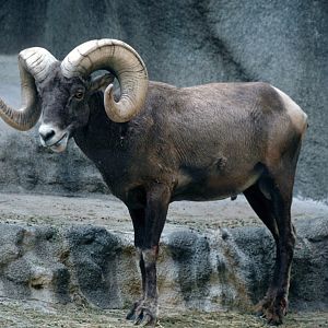 Bighorn sheep (July 1994)