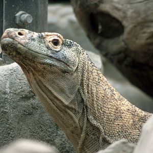 Komodo dragon (July 1994)
