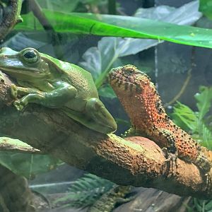 White's Tree Frog and Chinese Crocodile Lizard at London Zoo (2019)